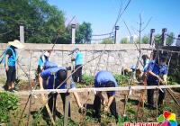 毀綠種菜“零容忍” 公園街道聯合多部門集中整治