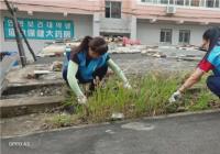 晨光社區(qū)拔草除雜 清潔美化家園